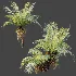 AV Plant Brainea Insignis Fern Palm Tree 02 - Thumbnail 1