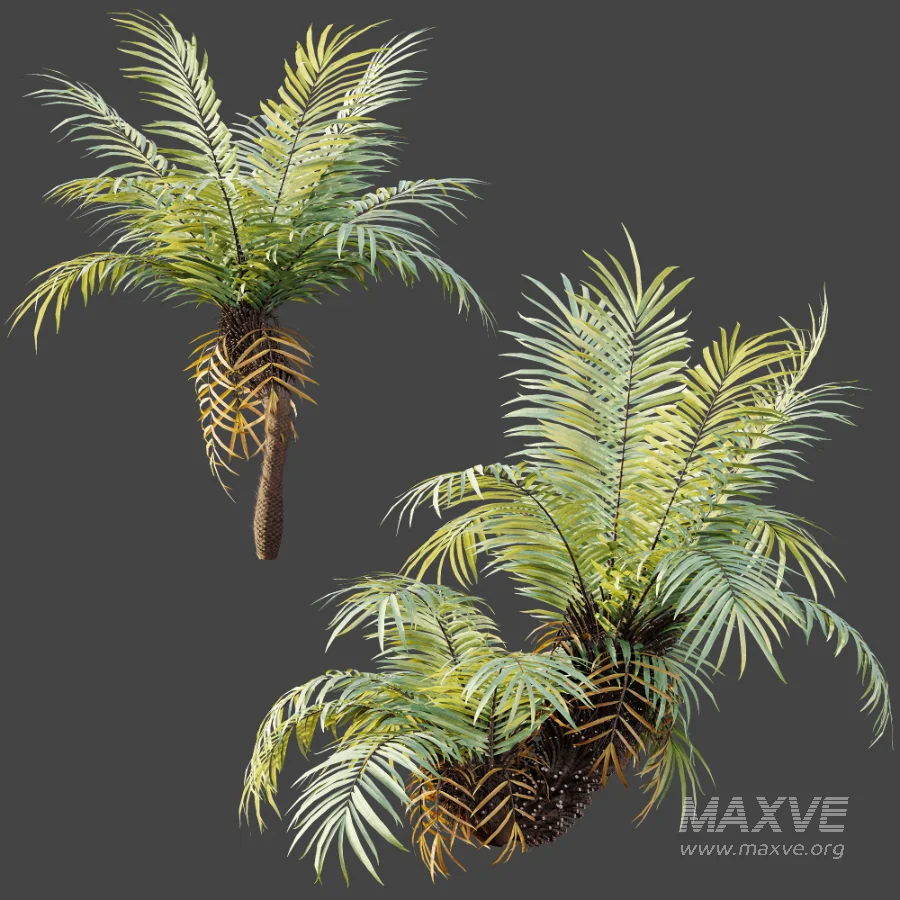AV Plant Brainea Insignis Fern Palm Tree 02 - Image 1