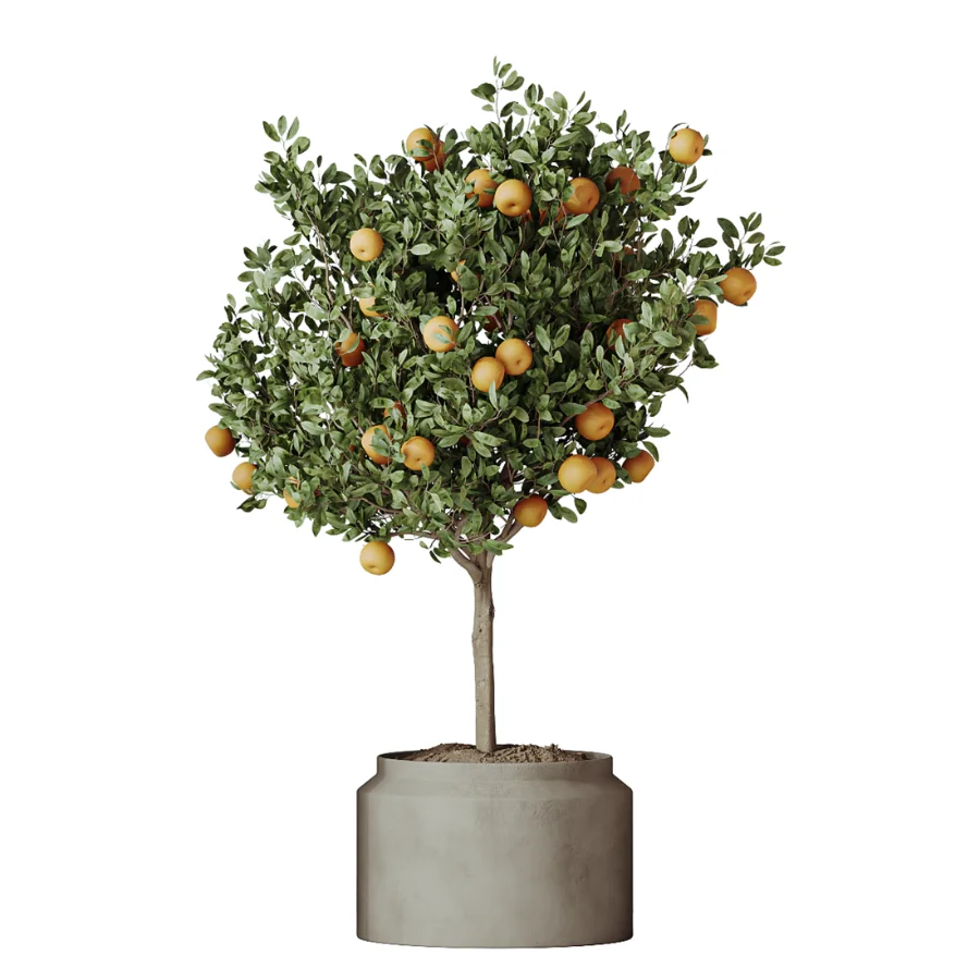 AV Indoor Plants Set 608 Orange Bird Of Paradise Palm Olive - Image 4