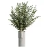 AV Indoor Plants Set 618 Chemlali Olive Areca Palm Eucalyptus Bouquet Bird Of Paradise - Thumbnail 4