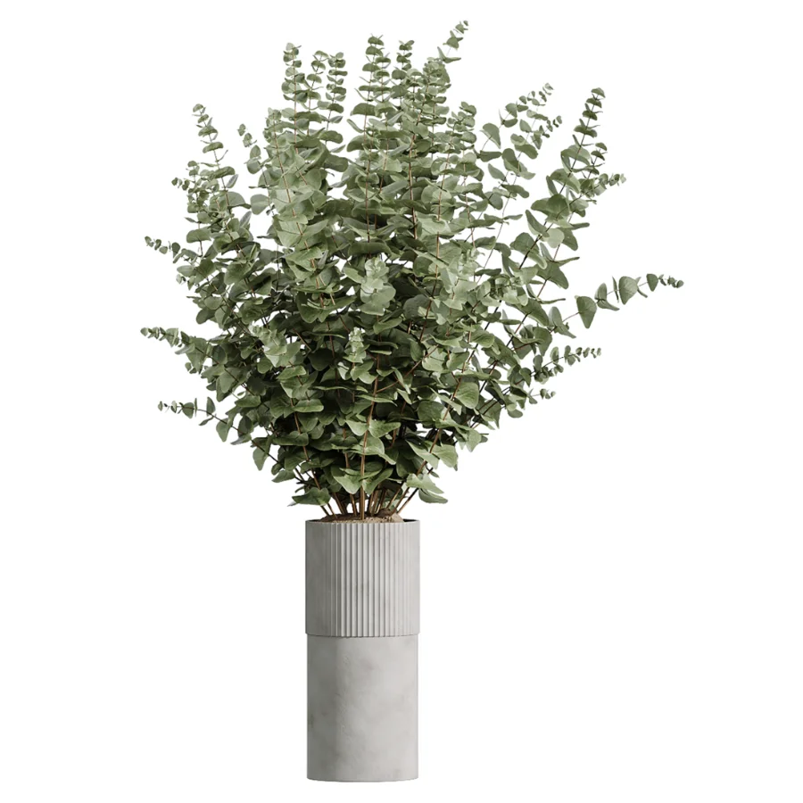 AV Indoor Plants Set 618 Chemlali Olive Areca Palm Eucalyptus Bouquet Bird Of Paradise - Image 4