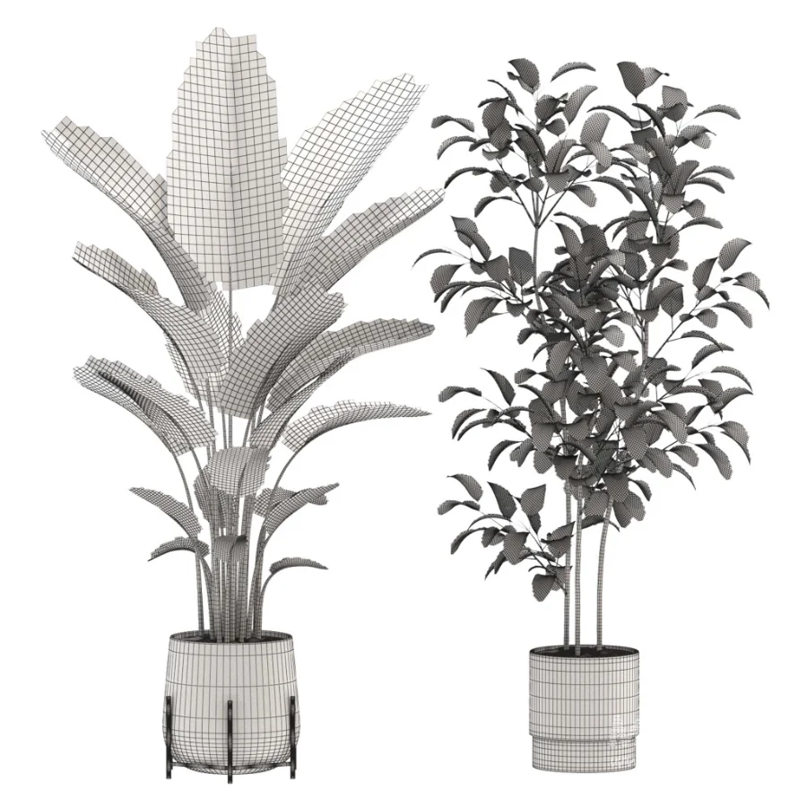 strelitzia-Nicolai-Ficus Benjamina-Plant-set-028 - Image 1