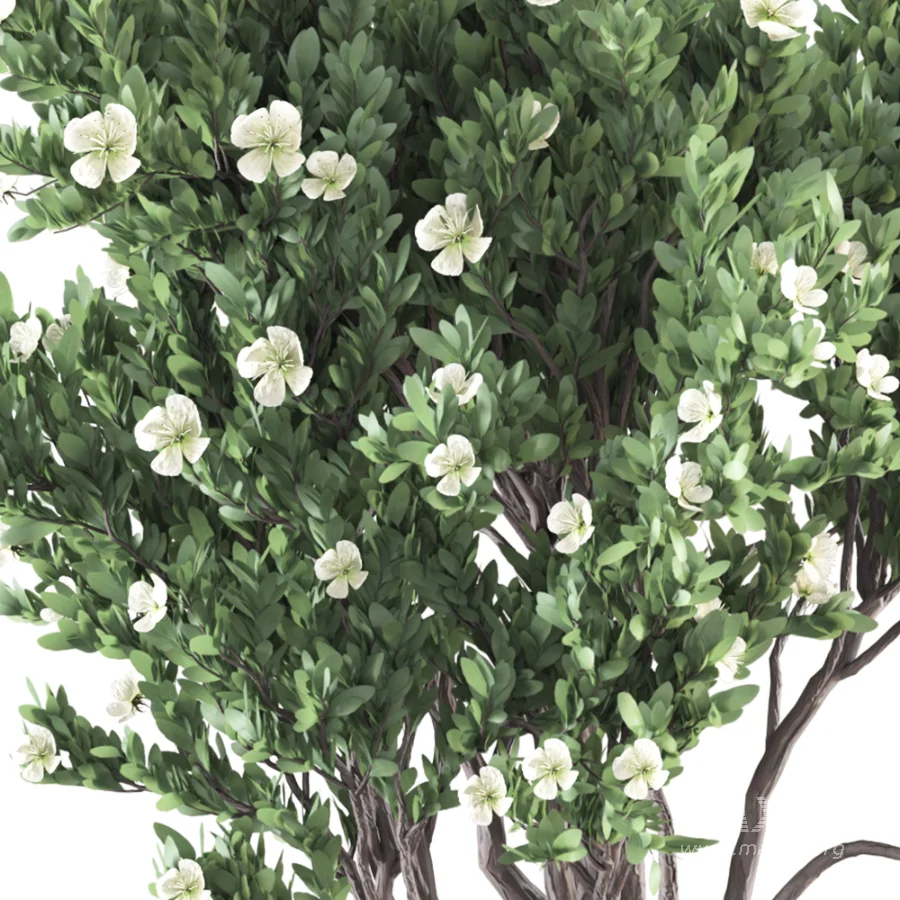 Whisper Bloom Myrtle 060 - Image 6