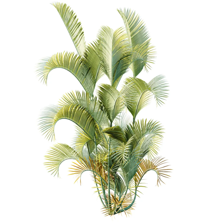 AV Plant Chrysalidocarpus Lutescens Palm Bush 01 - Image 2