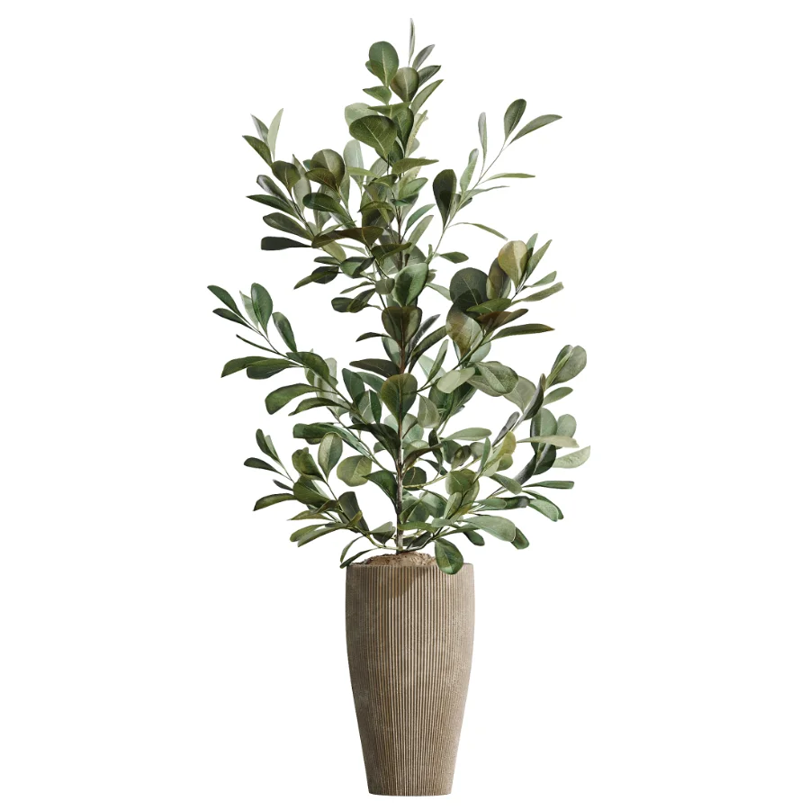 AV Indoor Plants Set 614 Olive Areca Palm Ficus microcarpa Cunjevoi Alocasia - Image 1