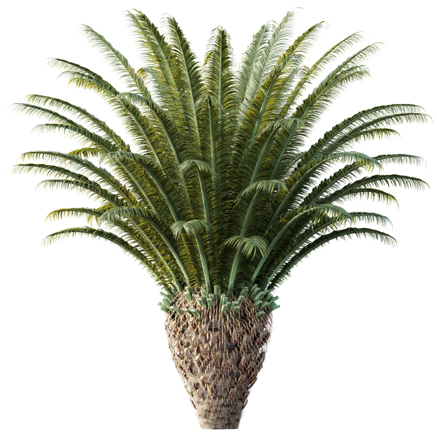 AV Plant Cycas Revoluta Palmfarn Palm Bush 02 - Image 1