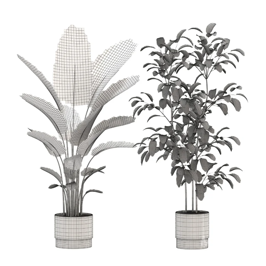 strelitzia-Nicolai-Ficus-Benjamina-Plant-set-028 - Image 3