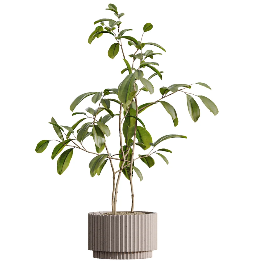 AV Indoor Plants Set 616 Olive Alocasia Elefantenohr Ficus Marginata Warneckii - Image 6