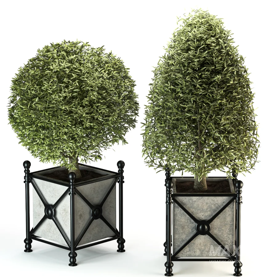 Outdoor Plant 05 - Image 2