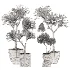 Indoor Plants Set 029-Yucca Elephantipes - Thumbnail 4