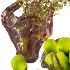 Green Pears & Decorative Branch Arrangement with Artistic Glass Vases - Thumbnail 3
