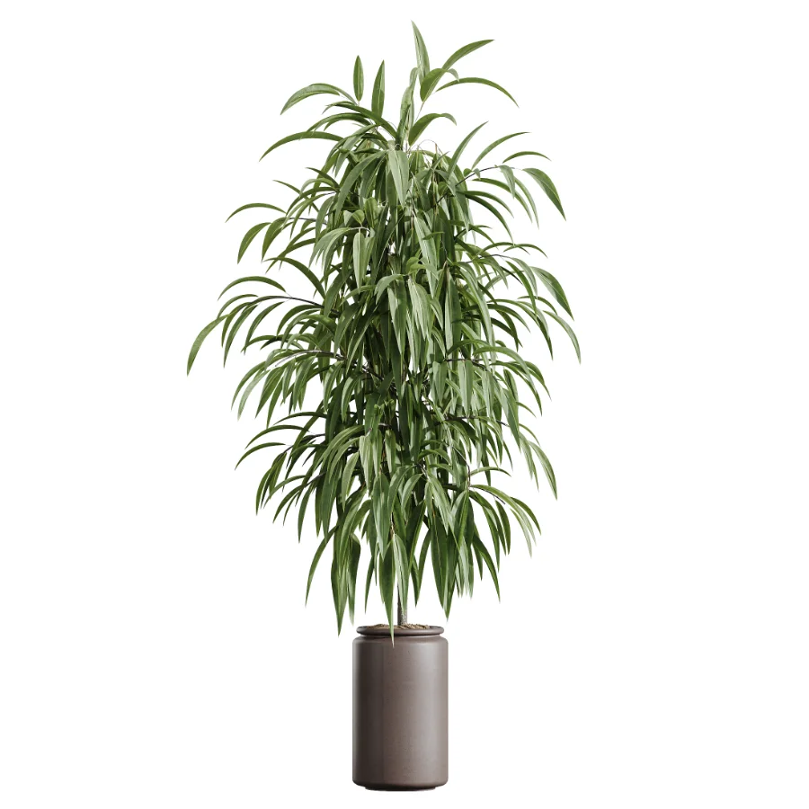 AV Indoor Plants Set 605 Ficus Binnendijkii Ficus Marginata Olive - Image 4