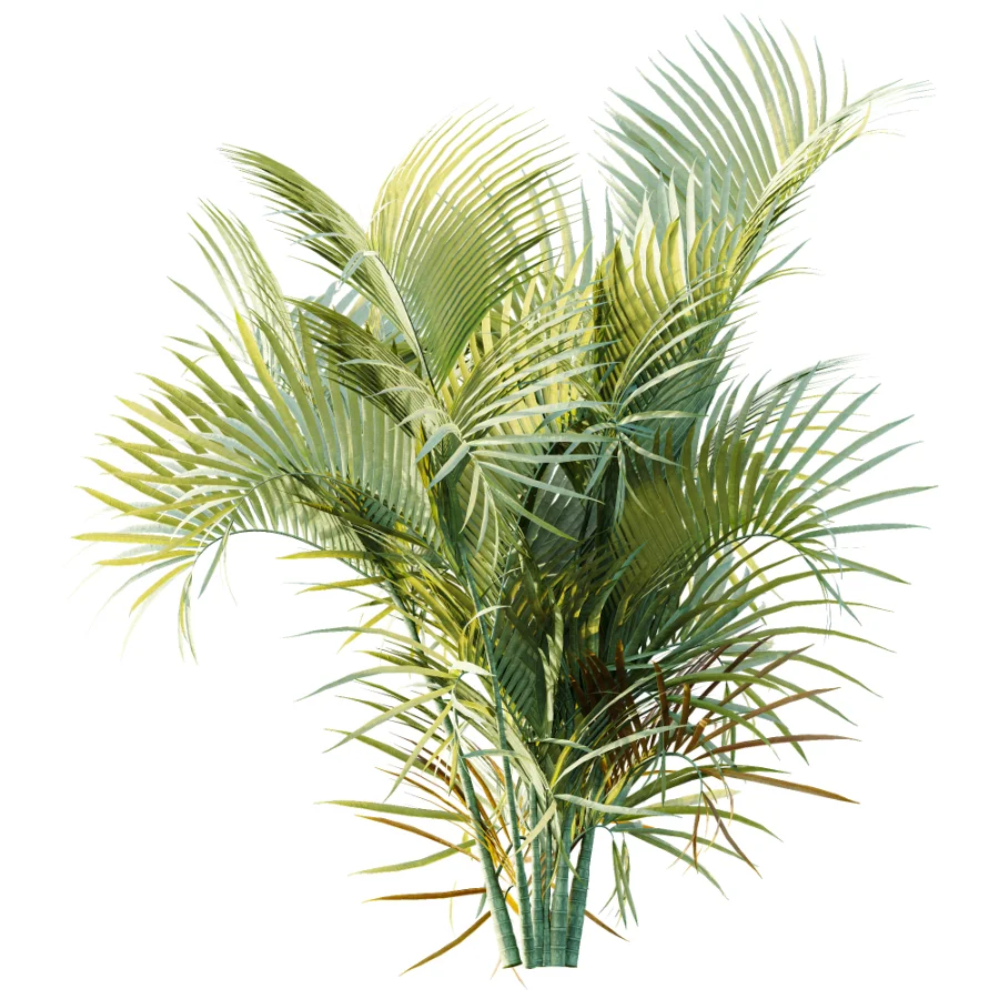 AV Plant Chrysalidocarpus Lutescens Palm Bush 02 - Image 1