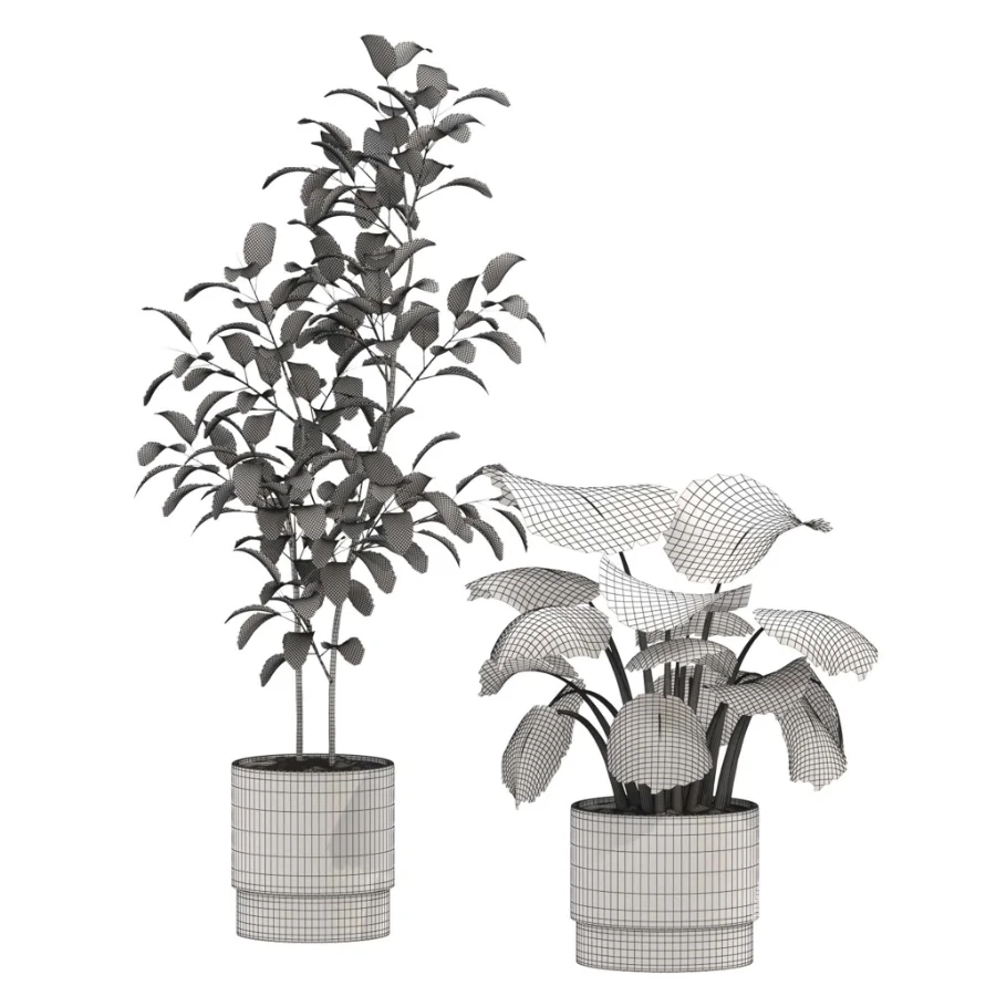 Ficus Benjamina- Monstera Plants-set027 - Image 3