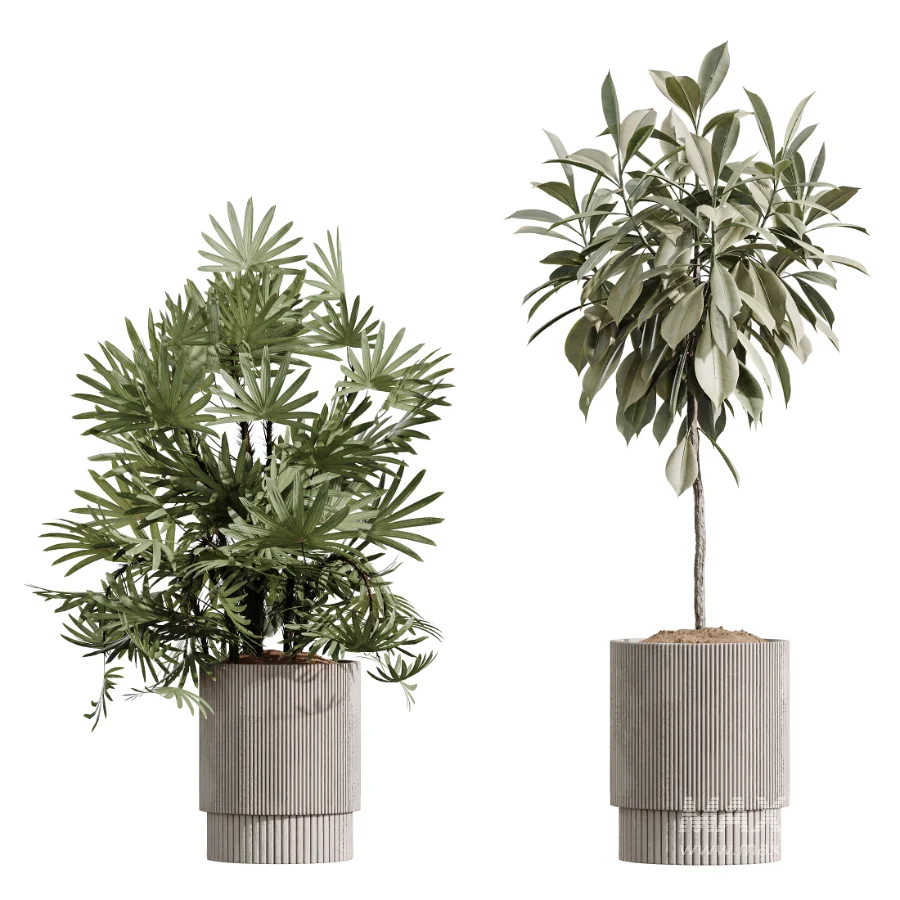 AV Indoor Plants Set 609 Ficus Cyathistipula Olive Palm Bird Of Paradise - Image 6