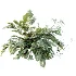 AV Plant Angiopteris Fokiensis Fern 6 Palm Bush 01 - Thumbnail 2