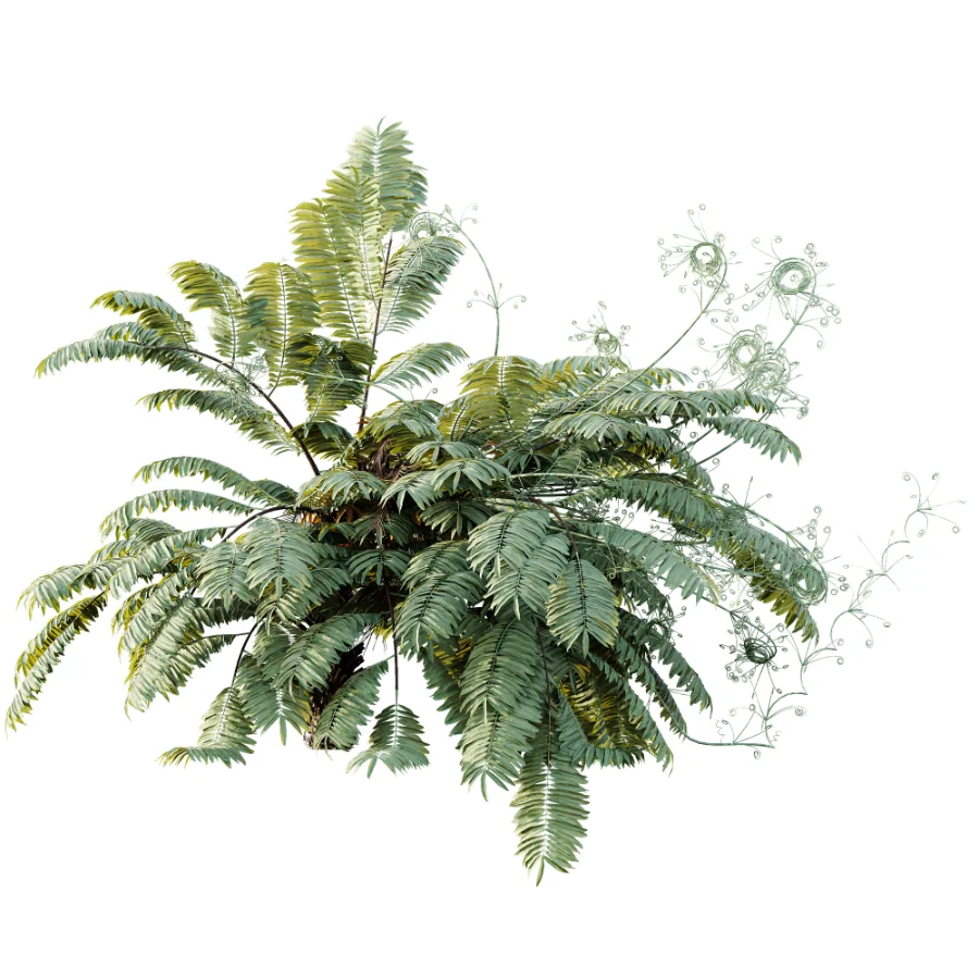 AV Plant Angiopteris Fokiensis Fern 6 Palm Bush 01 - Image 2