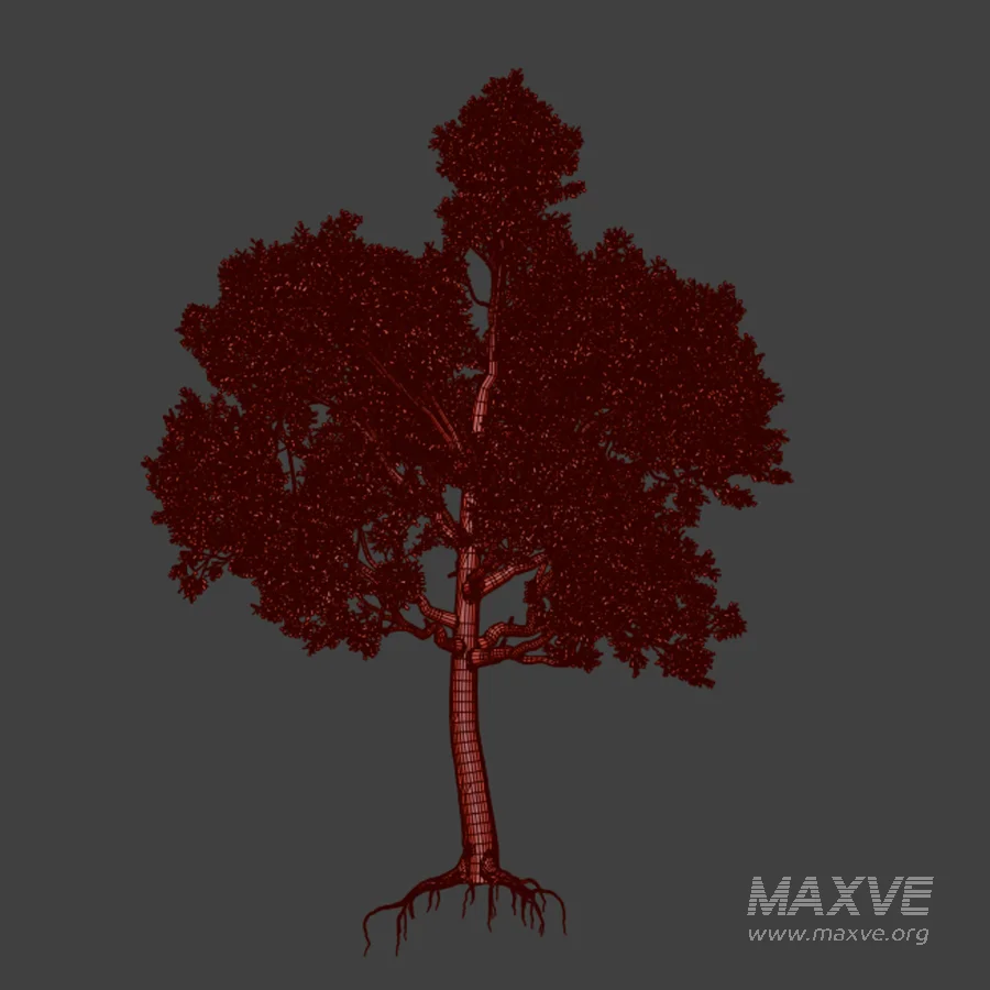 Tree 01 - Image 4