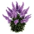 Astilbe Garden Plant Collection - Thumbnail 2
