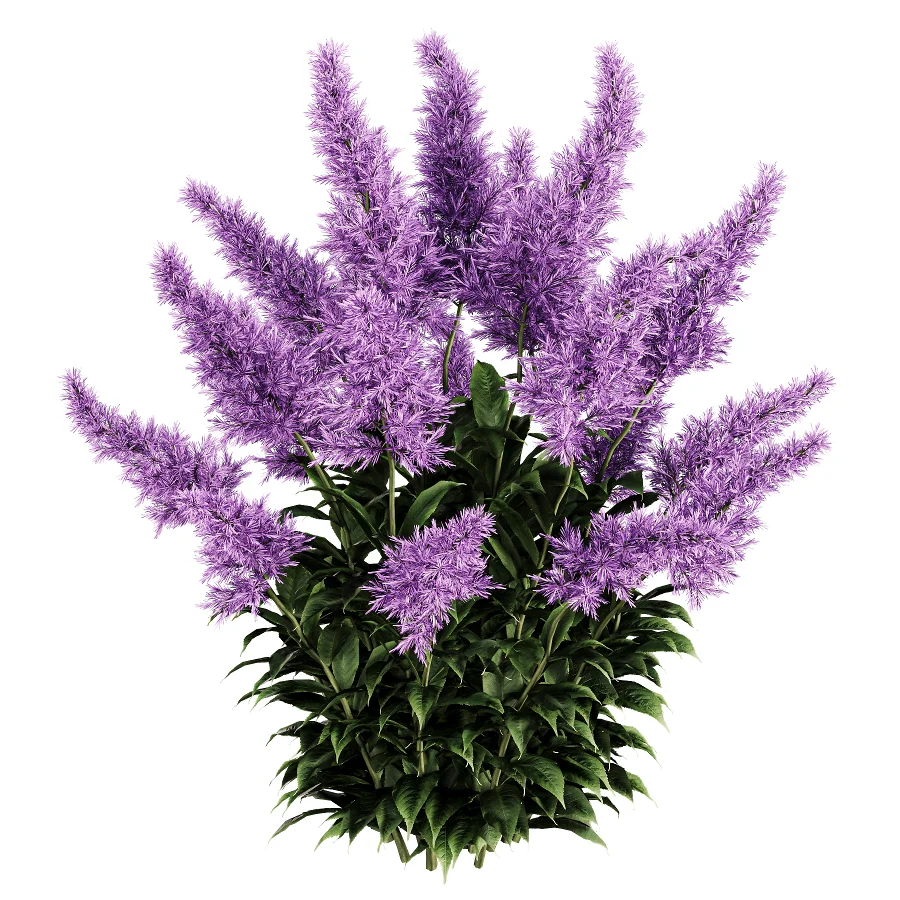 Astilbe Garden Plant Collection - Image 2