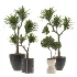 Indoor Plants Set 029-Yucca Elephantipes - Thumbnail 2