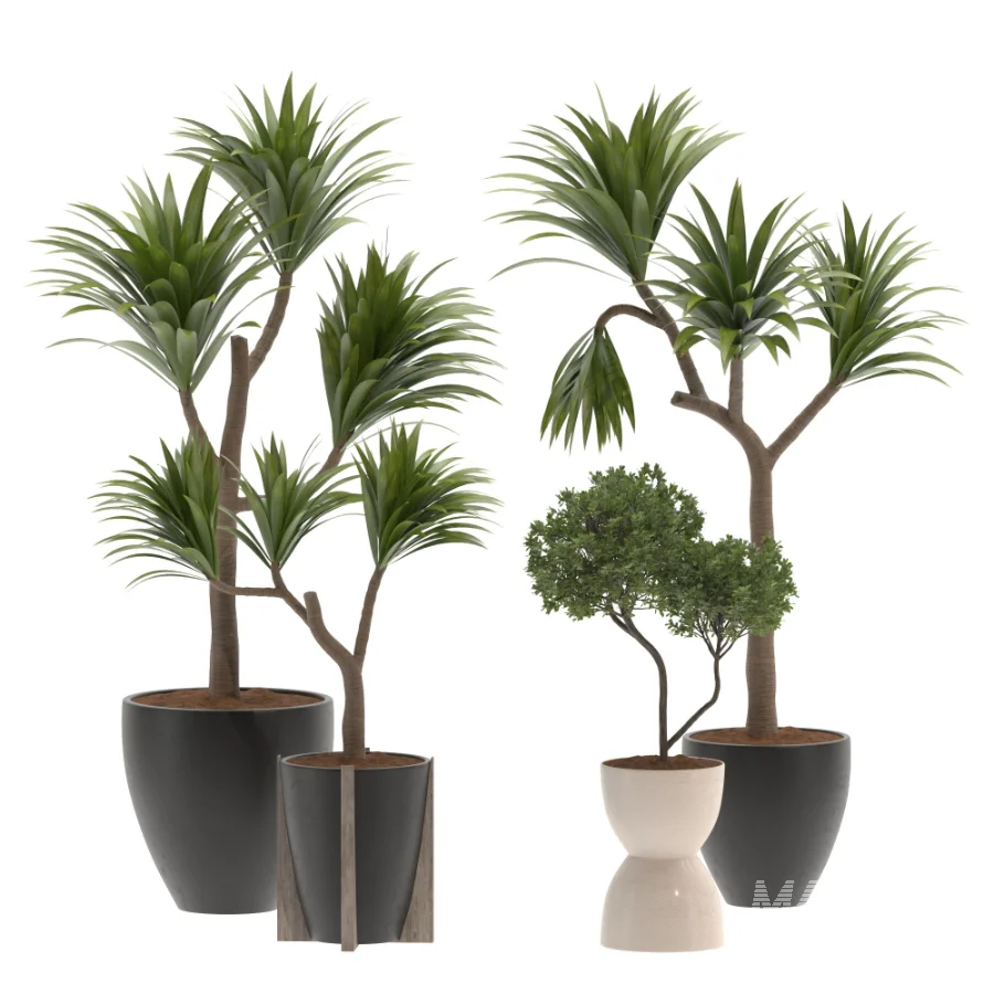 Indoor Plants Set 029-Yucca Elephantipes - Image 2