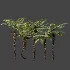 AV Plant Alsophila Spinulosa Fern Tree 01 - Thumbnail 7