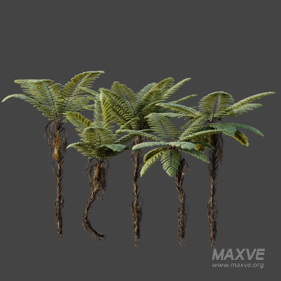 AV Plant Alsophila Spinulosa Fern Tree 01 - Image 7