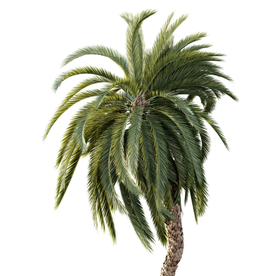AV Plant Macrozamia Moorei Palm Tree 01 - Image 2