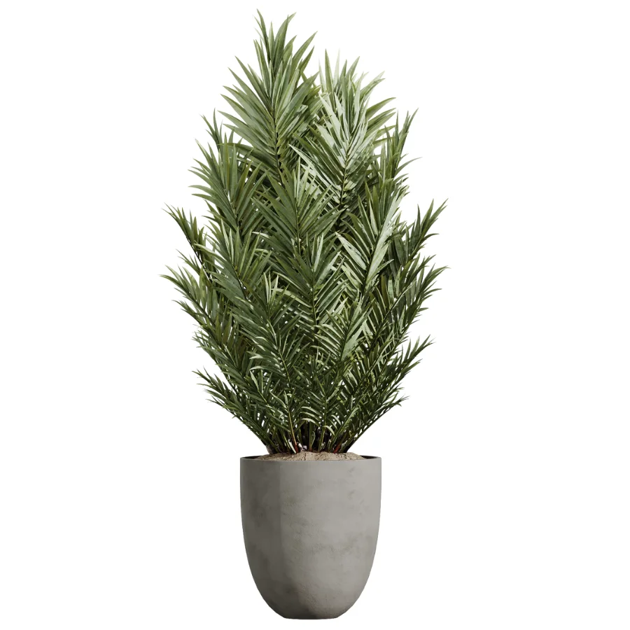 AV Indoor Plants Set 612 Ficus Aspidistra Palm Orange Calamondin Tree - Image 5
