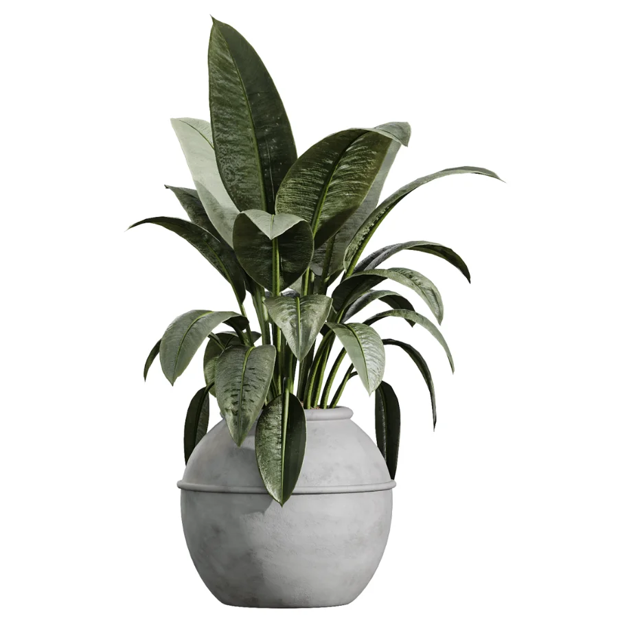 AV Indoor Plants Set 615 Yucca Elephantipes Briful Pachira Ficus Elastica Olive - Image 5