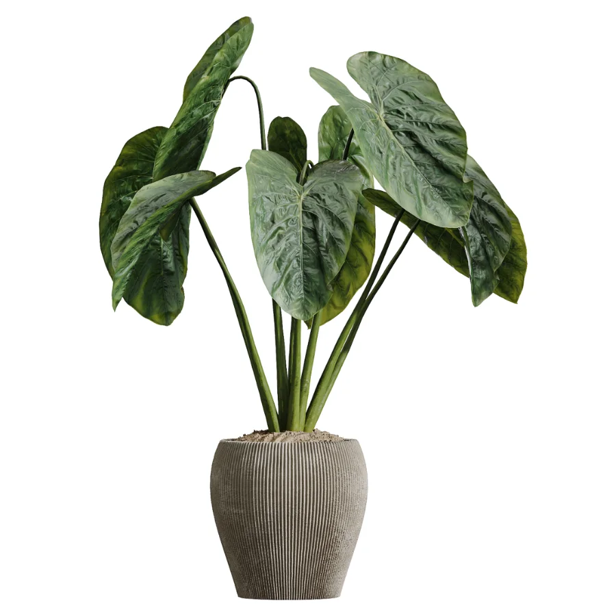 AV Indoor Plants Set 614 Olive Areca Palm Ficus microcarpa Cunjevoi Alocasia - Image 2
