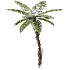 AV Plant Alsophila Spinulosa Fern Tree 01 - Thumbnail 1