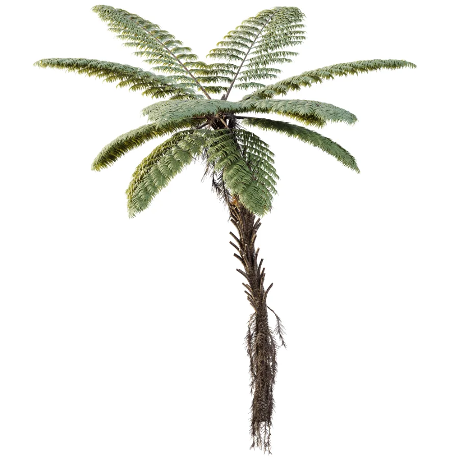 AV Plant Alsophila Spinulosa Fern Tree 01 - Image 1