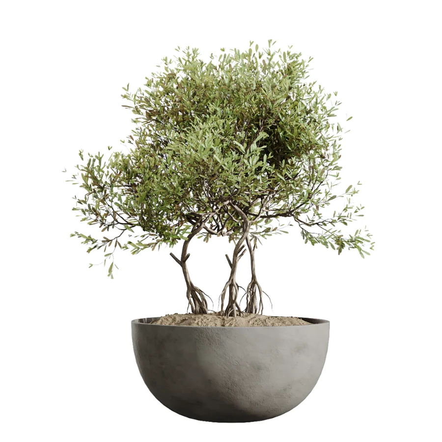 AV Indoor Plants Set 613 Olive Eucalyptus and Chemlali Olive and Ravenala Banana and Lemon Lime Cane - Image 1