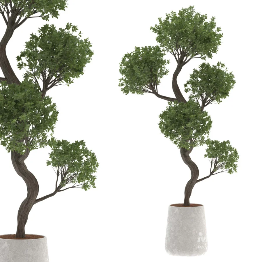 Ornamental Olive Tree-Twisted Trunk - Image 4