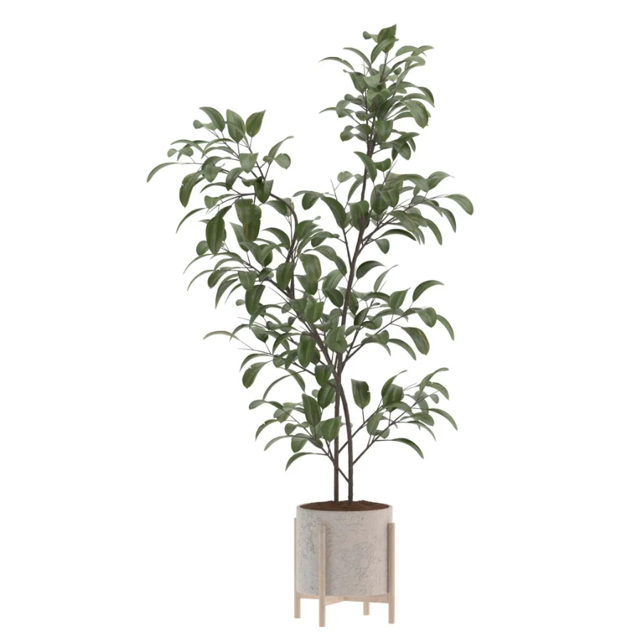 Ficus Benjamina Indoor Plant-set-026 - Image 3