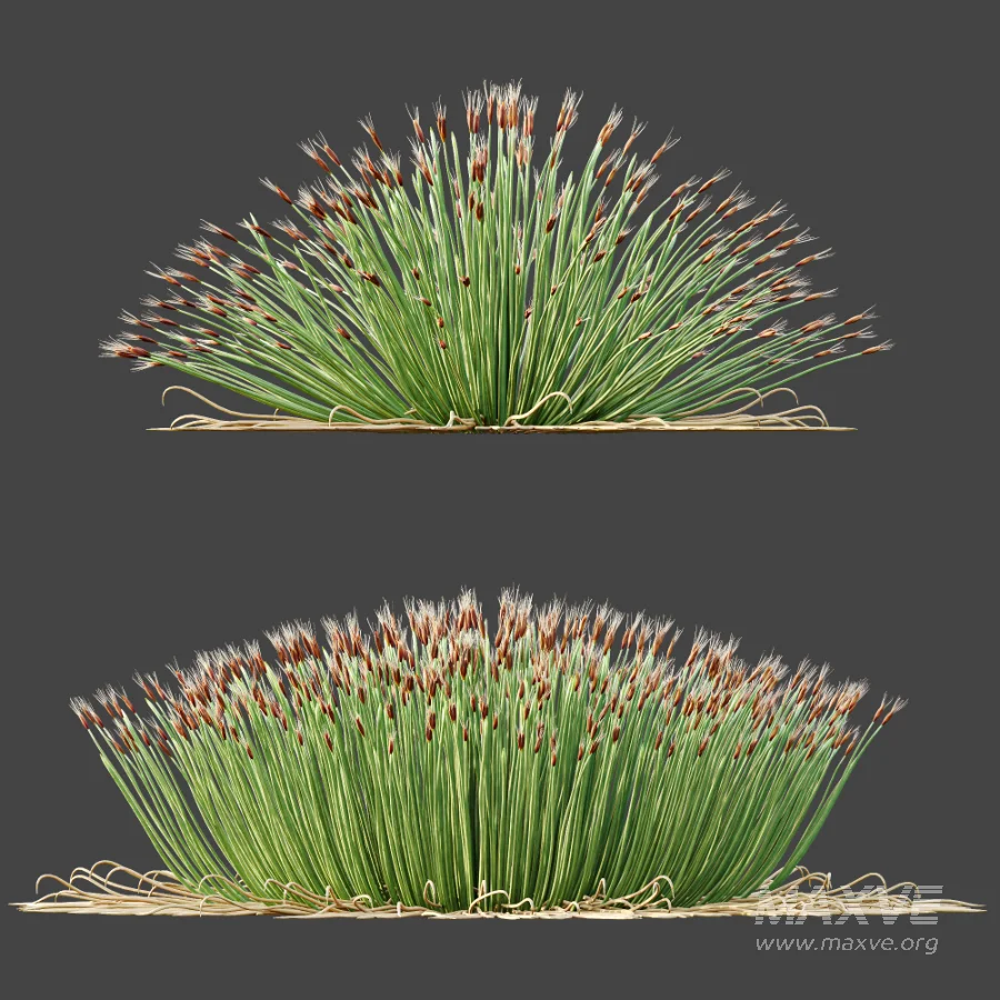 AV Plant Trichophorum Cespitosum Tufted Bulrush Rasenbinse Deer Grass - Image 6
