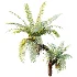 AV Plant Brainea Insignis Fern Palm Tree 02 - Thumbnail 6