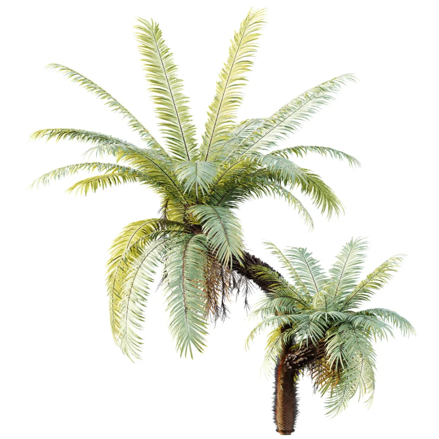 AV Plant Brainea Insignis Fern Palm Tree 02 - Image 6