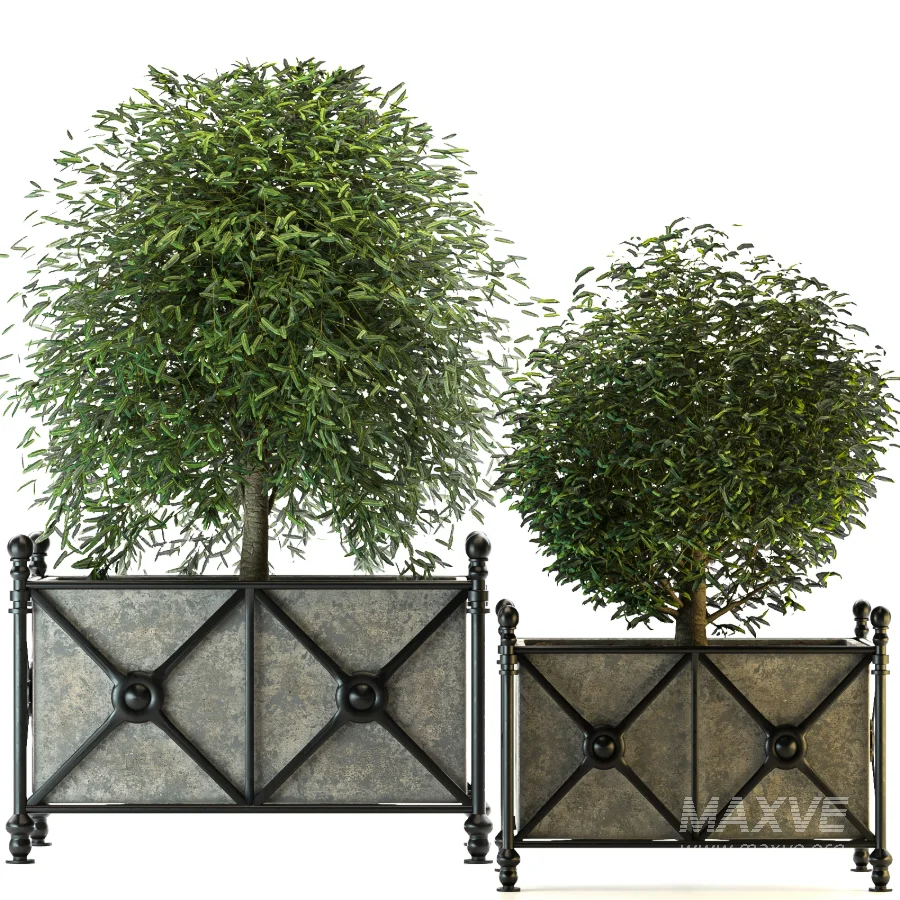 Outdoor Plant 03 – Decorative Planter Trees - Image 6
