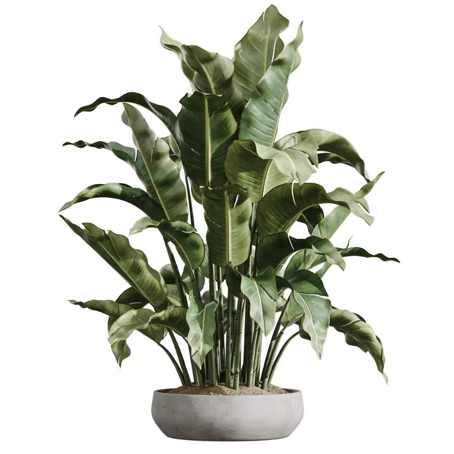 AV Indoor Plants Set 606 Bird Of Paradise Yucca Olive Schefflera Arboricola - Image 4