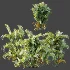 AV Plant Chrysalidocarpus Lutescens Palm Bush 01 - Thumbnail 8