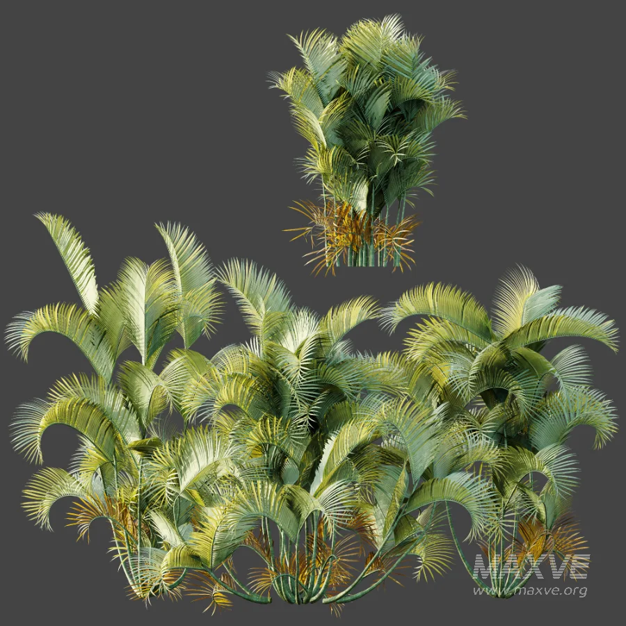 AV Plant Chrysalidocarpus Lutescens Palm Bush 01 - Image 8