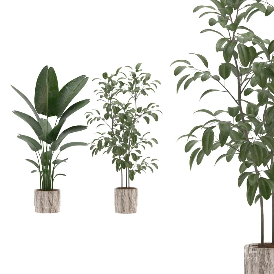 strelitzia-Nicolai-Ficus-Benjamina-Plant-set-028 - Image 2