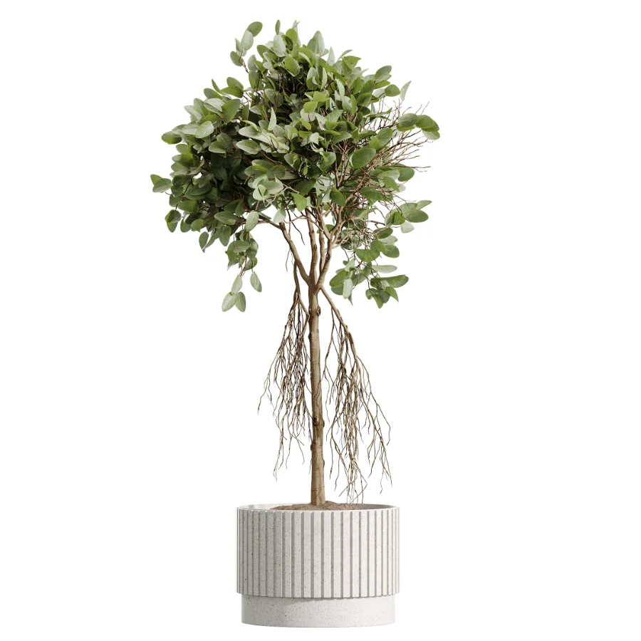 AV Indoor Plants Set 607 Yucca Alocasia Elefantenoh Ficus Marginata Ficus Fig - Image 4