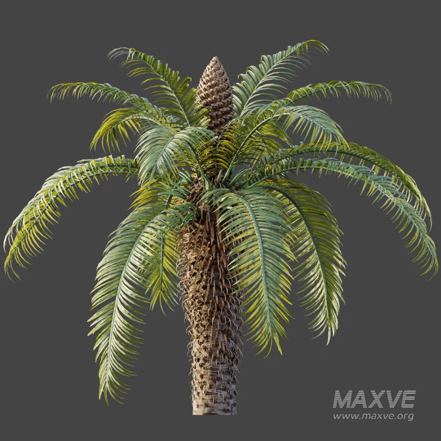 AV Plant Cycas Revoluta Palmfarn Palm Bush 02 - Image 4