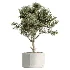 AV Indoor Plants Set 531 Olive Lemon Dragon Sansevieria Schefflera Arboricola - Thumbnail 1