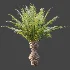AV Plant Phoenix Canariensis Palm Tree 03 - Thumbnail 4