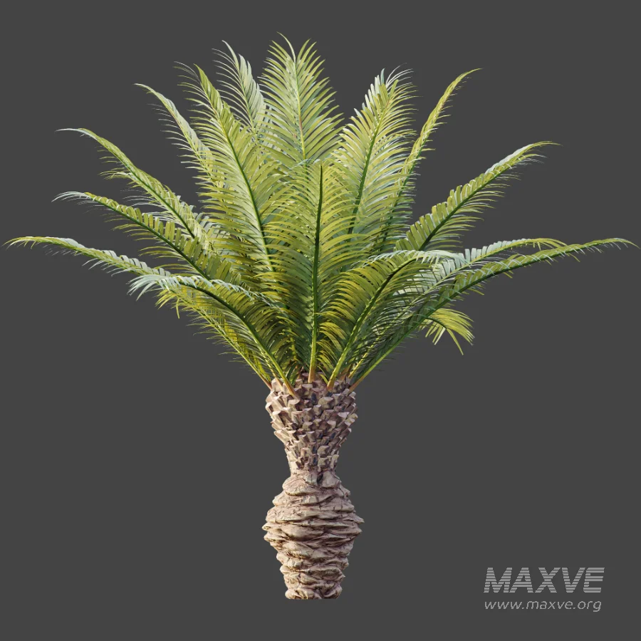 AV Plant Phoenix Canariensis Palm Tree 03 - Image 4